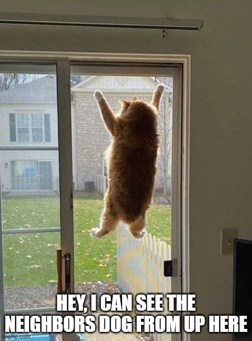 Cat says "Hey, I can see the neighbors dog from up here."   - funny - | HEY, I CAN SEE THE NEIGHBORS DOG FROM UP HERE | image tagged in cats,funny,kittens,humor,dogs,funny cat | made w/ Imgflip meme maker