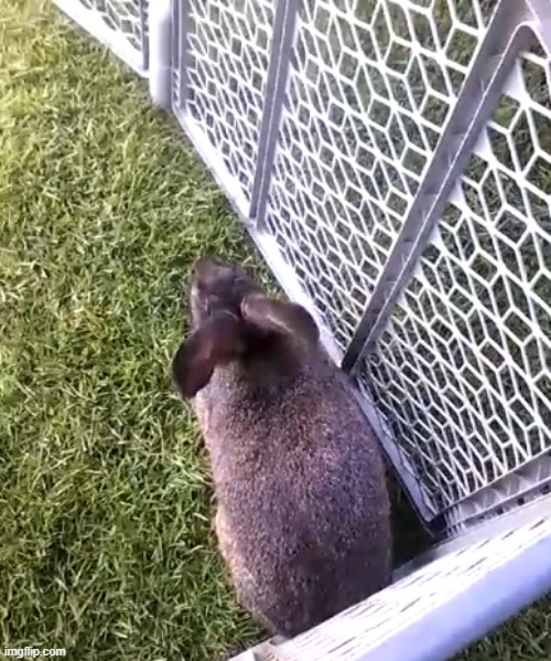 they had animals at the college today | made w/ Imgflip meme maker