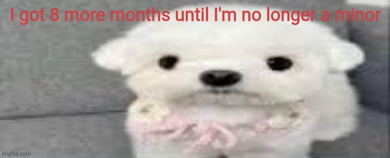 Dog stating | I got 8 more months until I'm no longer a minor | image tagged in dog stating | made w/ Imgflip meme maker