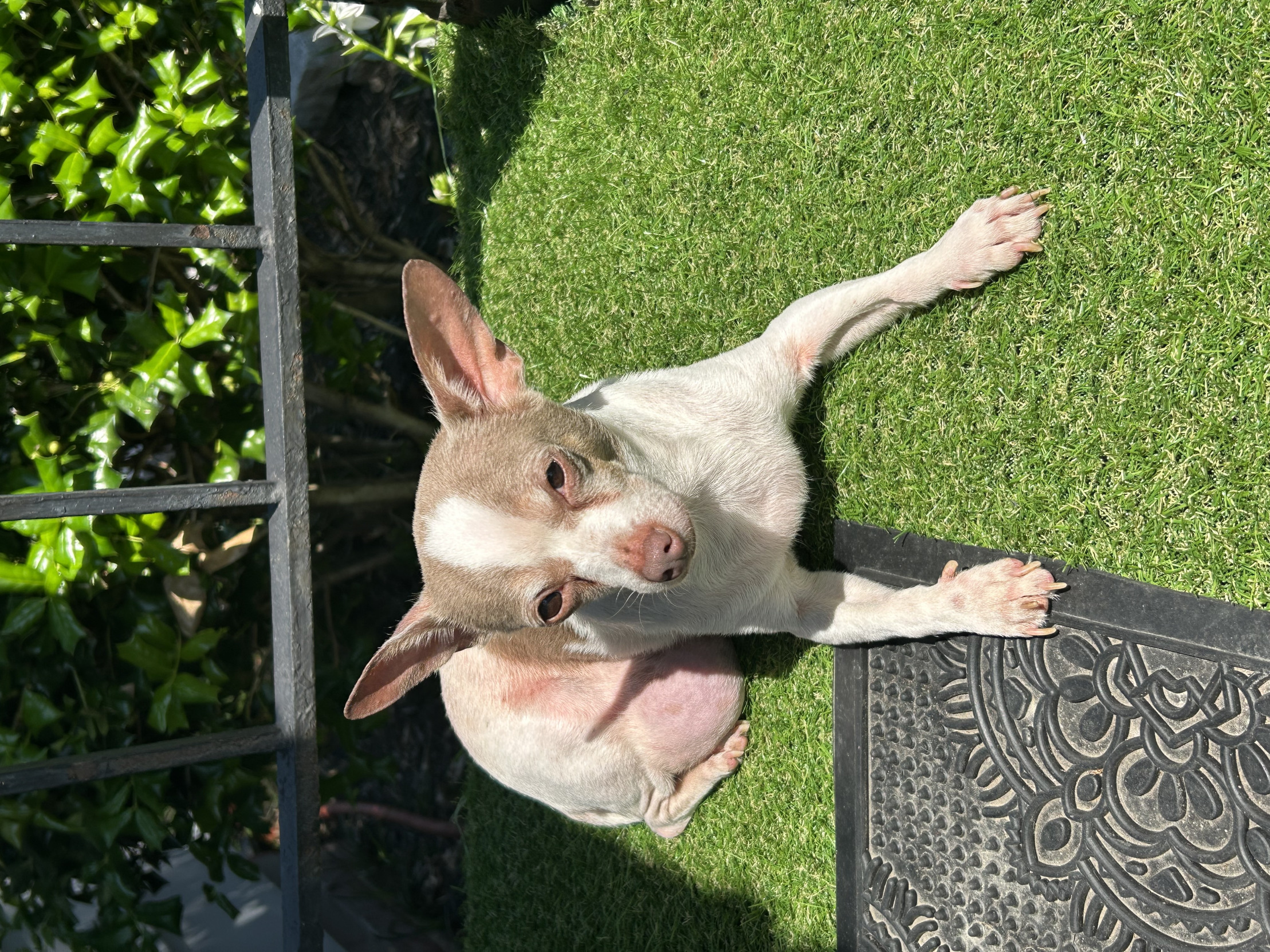 chihuahua side-eyeing you Blank Meme Template