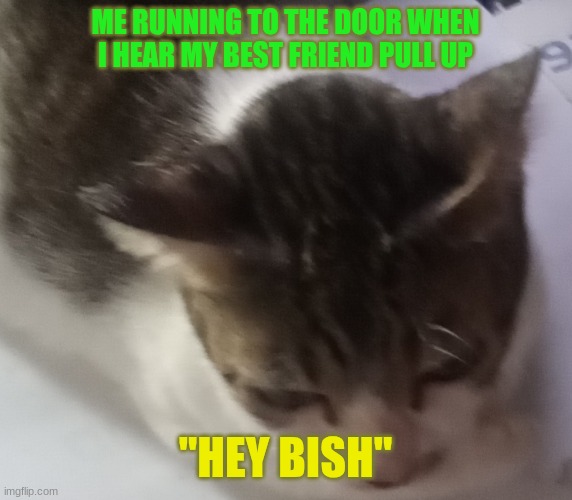 I heard if I used this tep I would get a follow so I used it bc I'm tryna get to 100 | ME RUNNING TO THE DOOR WHEN I HEAR MY BEST FRIEND PULL UP; "HEY BISH" | image tagged in ming mong | made w/ Imgflip meme maker