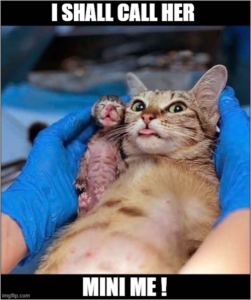 This Doesn't Bode Well ! | I SHALL CALL HER; MINI ME ! | image tagged in cats,kitten,mini me | made w/ Imgflip meme maker
