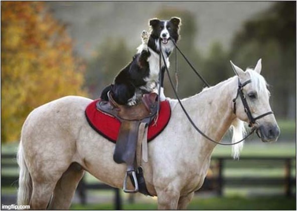 Onward Steed ! | image tagged in dogs,horse,onward | made w/ Imgflip meme maker