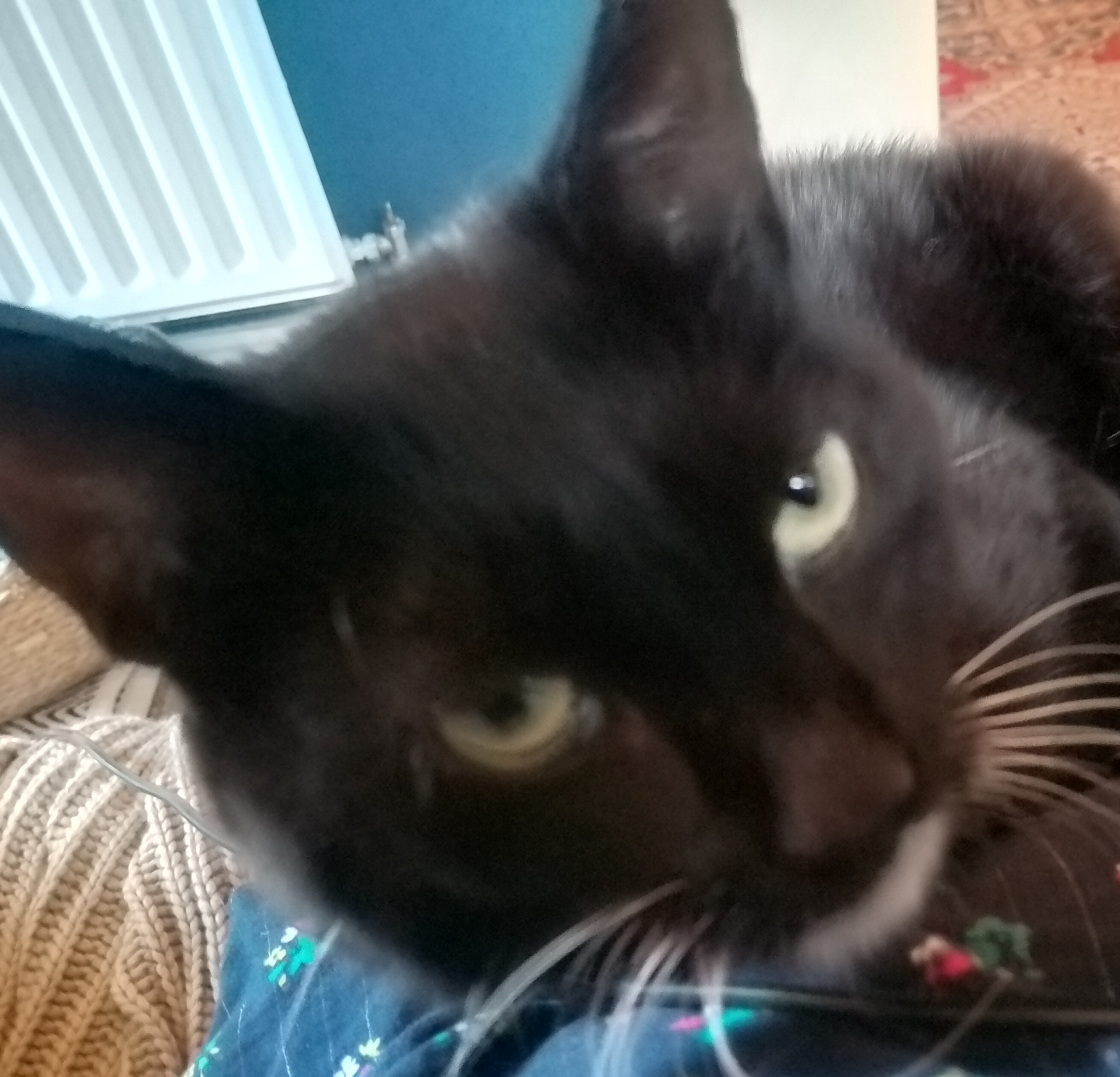 Glen Blank Meme Template