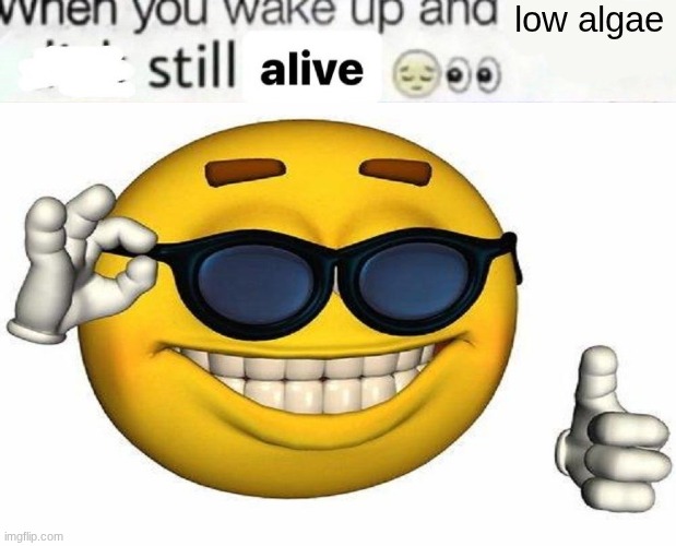 fixed it | low algae | image tagged in when you wake up and still alive | made w/ Imgflip meme maker