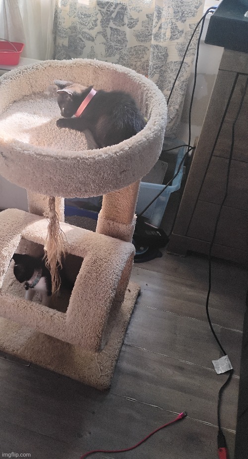 Cat(s) jumpscare 4 | made w/ Imgflip meme maker