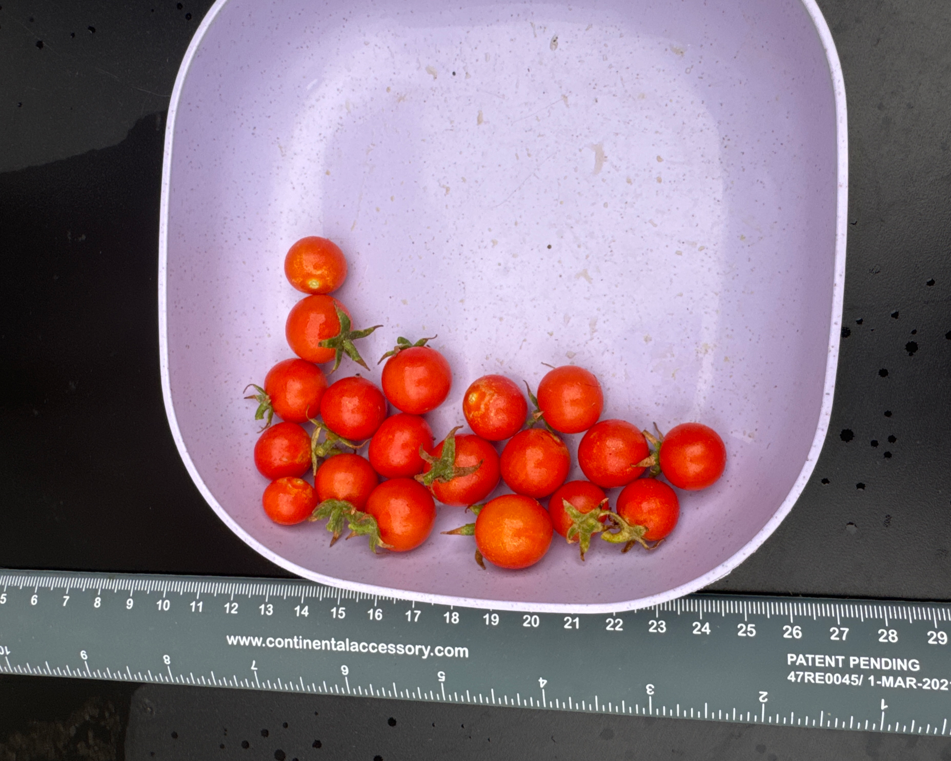 Cherry tomato harvest, August 22, 2025 Texas Blank Meme Template