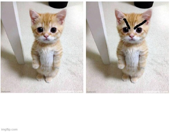 angry kitten Blank Meme Template