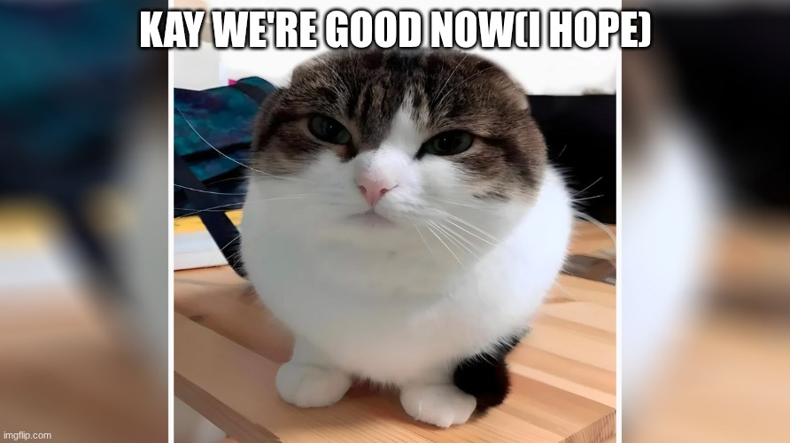 Wawa Cat (Oh the misery) | KAY WE'RE GOOD NOW(I HOPE) | image tagged in wawa cat oh the misery | made w/ Imgflip meme maker