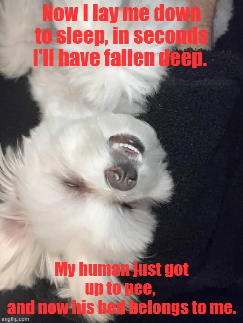 sleepy time | Now I lay me down to sleep, in seconds I'll have fallen deep. My human just got up to pee, 
and now his bed belongs to me. | image tagged in funny dogs | made w/ Imgflip meme maker