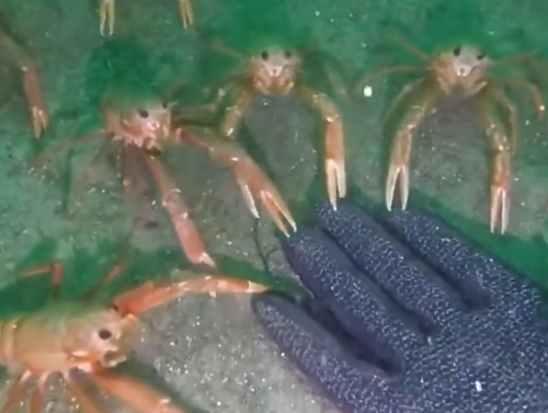 Crab Hand Meme Blank Meme Template
