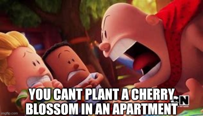 captain underpants yelling | YOU CANT PLANT A CHERRY BLOSSOM IN AN APARTMENT | image tagged in captain underpants yelling | made w/ Imgflip meme maker