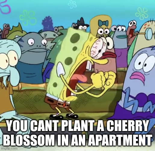 Spongebob Yelling | YOU CANT PLANT A CHERRY BLOSSOM IN AN APARTMENT | image tagged in spongebob yelling | made w/ Imgflip meme maker