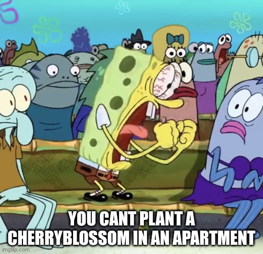Spongebob Yelling | YOU CANT PLANT A CHERRYBLOSSOM IN AN APARTMENT | image tagged in spongebob yelling | made w/ Imgflip meme maker