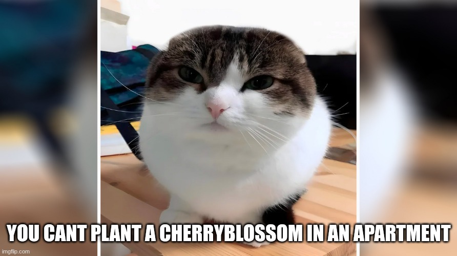 forgor to say but this is a new copypasta | YOU CANT PLANT A CHERRYBLOSSOM IN AN APARTMENT | image tagged in wawa cat oh the misery | made w/ Imgflip meme maker