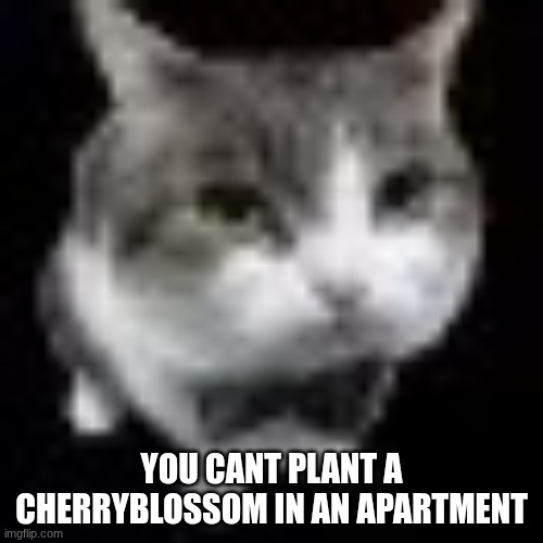 Le wawa cat | YOU CANT PLANT A CHERRYBLOSSOM IN AN APARTMENT | image tagged in le wawa cat | made w/ Imgflip meme maker