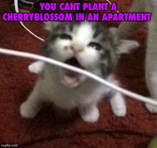 I LOVE EATING CABLES | YOU CANT PLANT A CHERRYBLOSSOM IN AN APARTMENT | image tagged in you cant plant a cherryblossom in an apartment | made w/ Imgflip meme maker