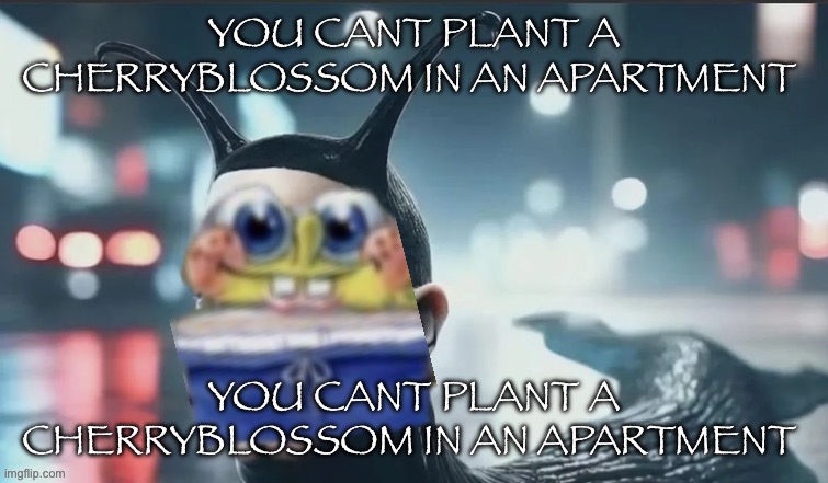 YOU CANT PLANT A CHERRYBLOSSOM IN AN APARTMENT | YOU CANT PLANT A CHERRYBLOSSOM IN AN APARTMENT; YOU CANT PLANT A CHERRYBLOSSOM IN AN APARTMENT | image tagged in you cant plant a cherryblossom in an apartment | made w/ Imgflip meme maker