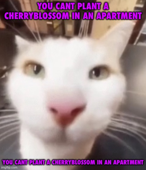 YOU CANT PLANT A CHERRYBLOSSOM IN AN APARTMENT | YOU CANT PLANT A CHERRYBLOSSOM IN AN APARTMENT; YOU CANT PLANT A CHERRYBLOSSOM IN AN APARTMENT | image tagged in you cant plant a cherryblossom in an apartment | made w/ Imgflip meme maker