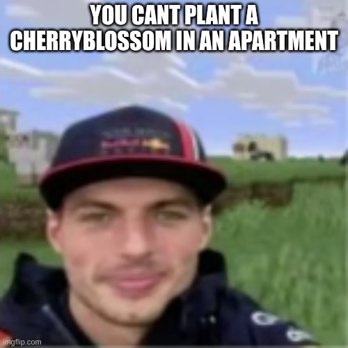 YOU CANT PLANT A CHERRYBLOSSOM IN AN APARTMENT | made w/ Imgflip meme maker