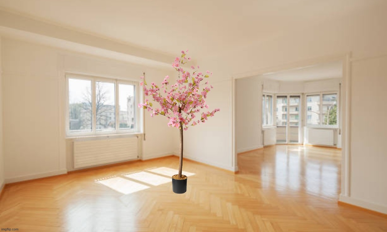 I PLANTED A CHERRY BLOSSOM IN MY APARTMENT | made w/ Imgflip meme maker