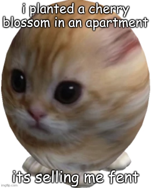 egg gatito | i planted a cherry blossom in an apartment; its selling me fent | image tagged in egg gatito | made w/ Imgflip meme maker
