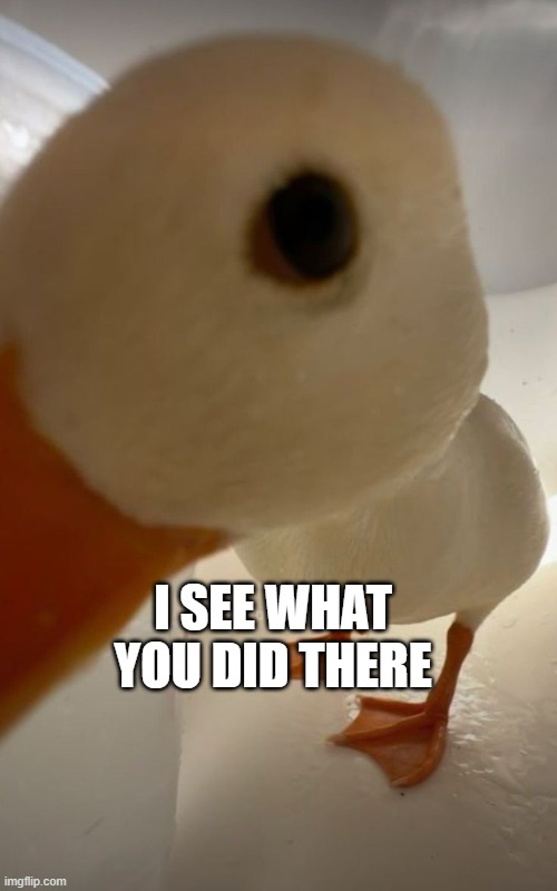 I see What You Did | I SEE WHAT YOU DID THERE | image tagged in ducks | made w/ Imgflip meme maker