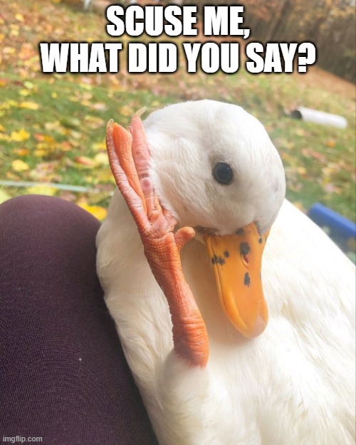 What Did You Say? | SCUSE ME, WHAT DID YOU SAY? | image tagged in ducks | made w/ Imgflip meme maker