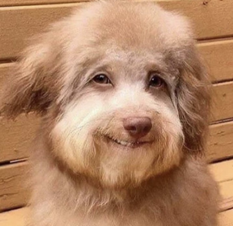 Smiling dog Blank Meme Template