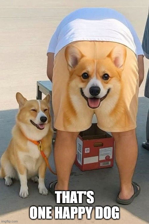 Happy Dog | THAT'S ONE HAPPY DOG | image tagged in dogs | made w/ Imgflip meme maker