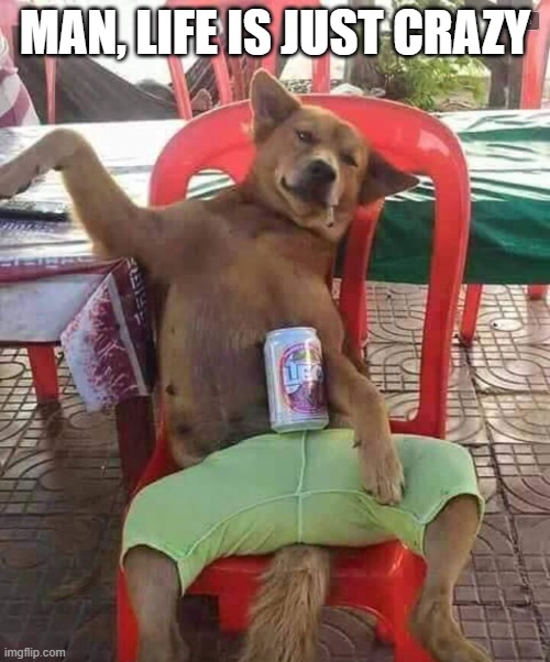 Laxed Dog | MAN, LIFE IS JUST CRAZY | image tagged in dog | made w/ Imgflip meme maker
