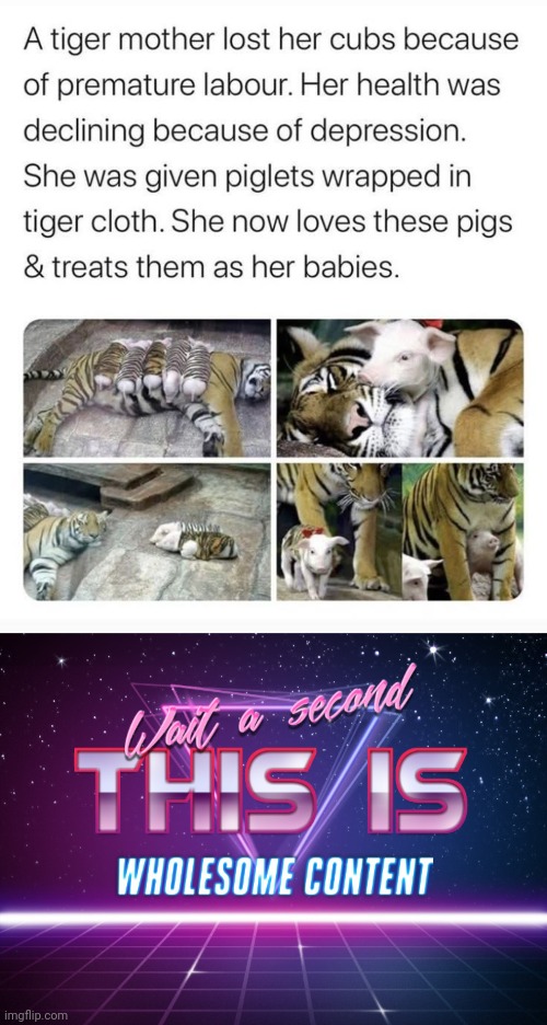 Hollsum mem | image tagged in wait a second this is wholesome content | made w/ Imgflip meme maker