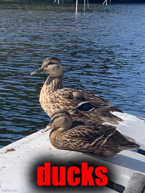ducks | made w/ Imgflip meme maker