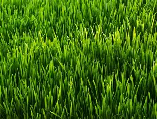 touch grass? Blank Meme Template