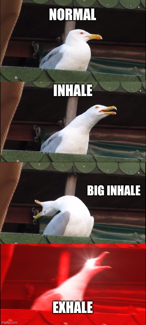 Inhaling Seagull | NORMAL; INHALE; BIG INHALE; EXHALE | image tagged in memes,inhaling seagull | made w/ Imgflip meme maker