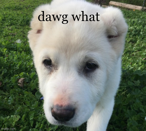 Dawg | dawg what | image tagged in dawg | made w/ Imgflip meme maker