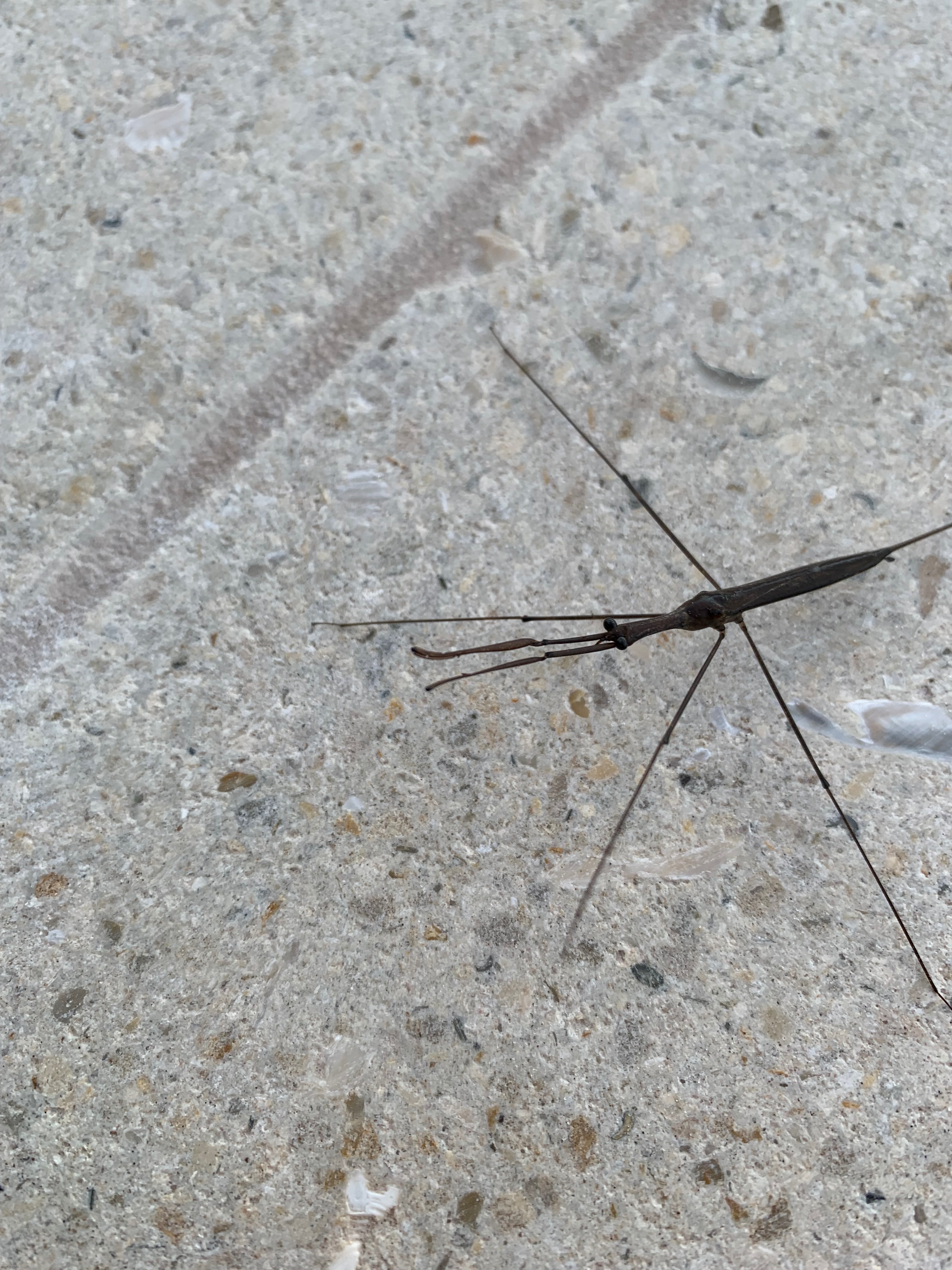 Water scorpion | made w/ Imgflip meme maker