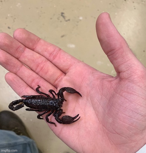 Actual scorpion | made w/ Imgflip meme maker