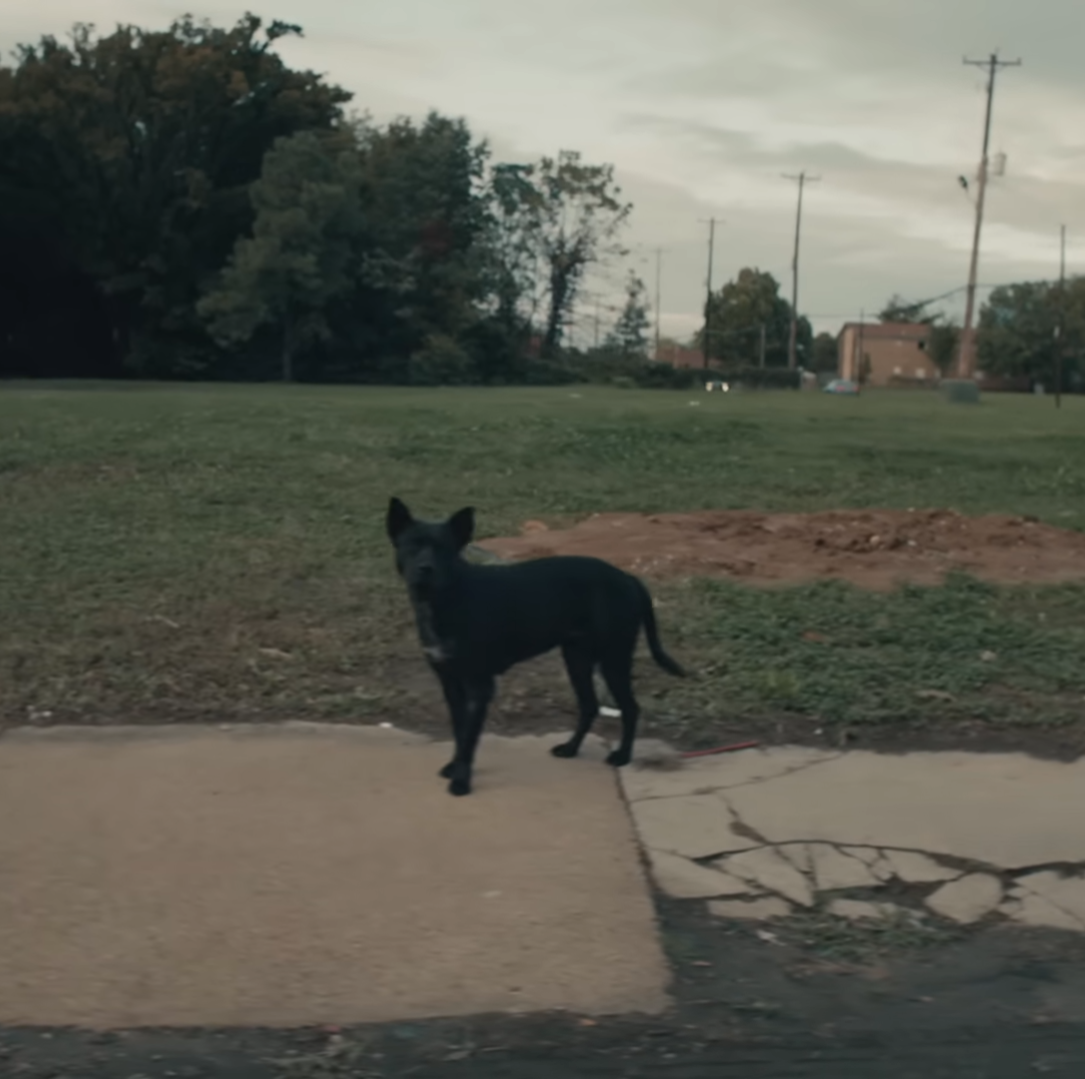 THE WOLF Blank Meme Template