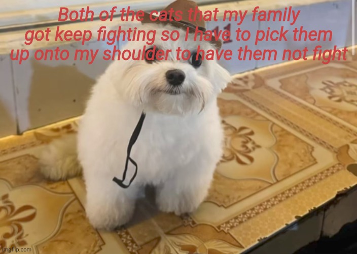 Both of the cats that my family got keep fighting so I have to pick them up onto my shoulder to have them not fight | made w/ Imgflip meme maker