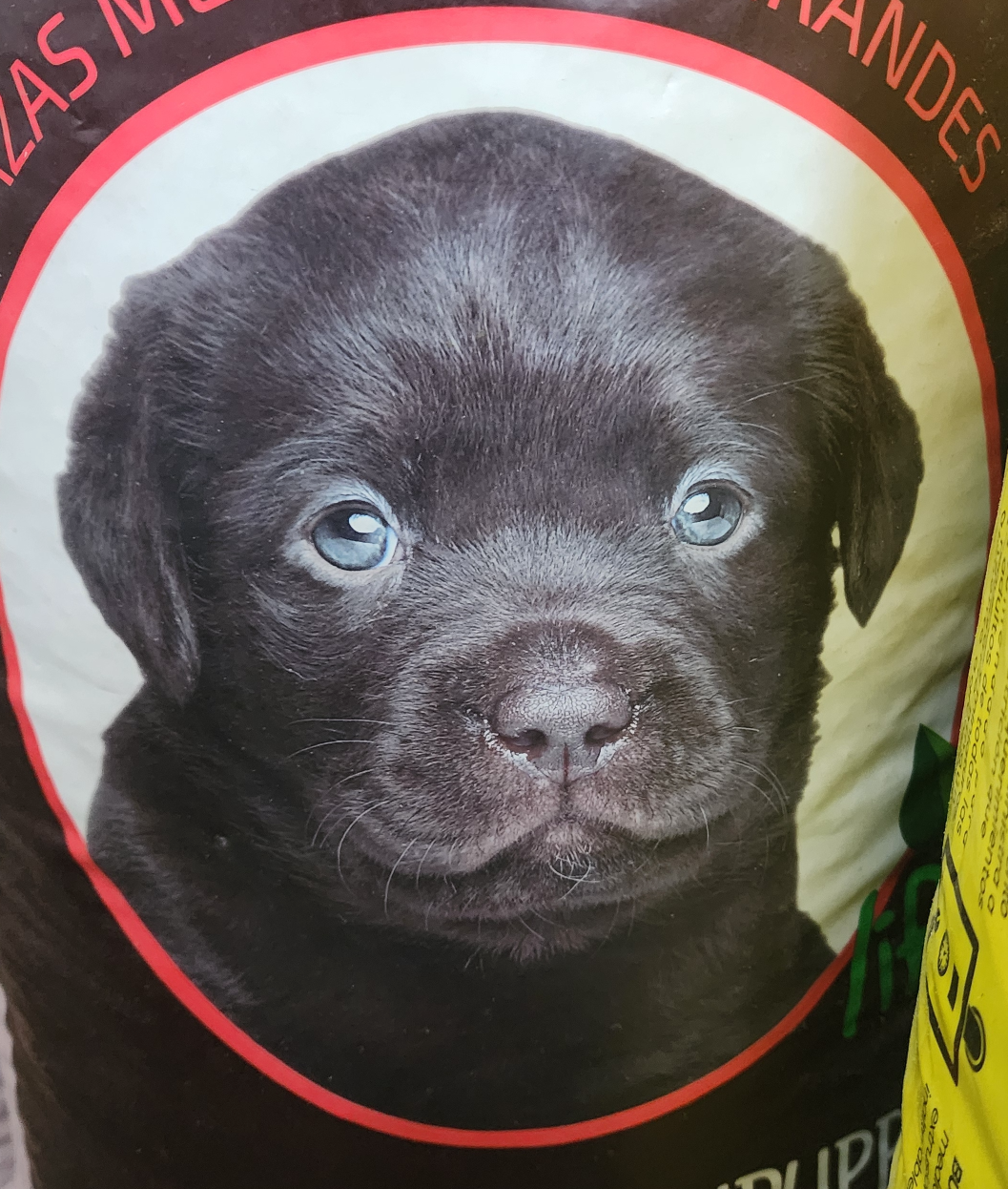 Doggo 2.0 Blank Meme Template