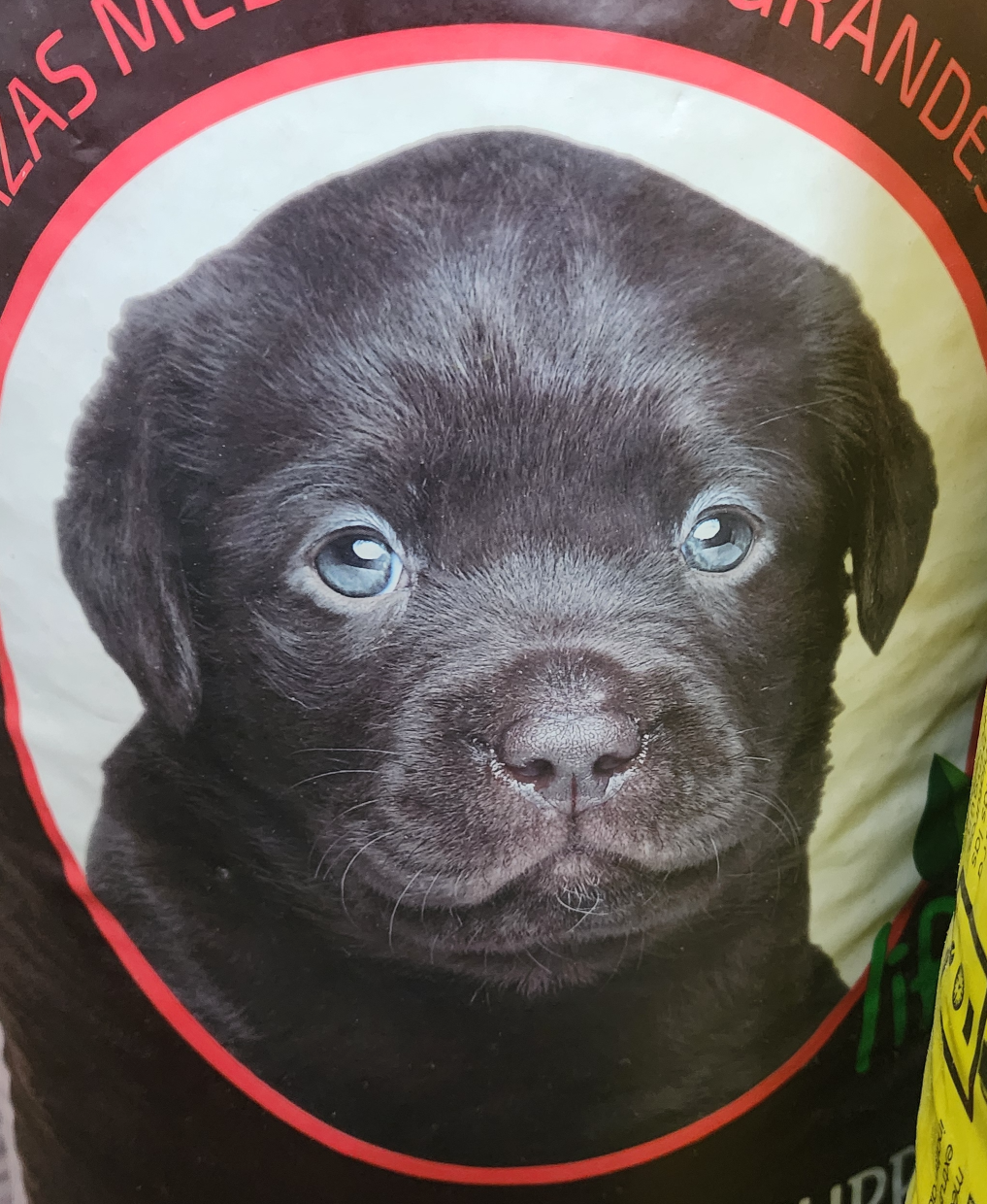 Doggo Food 2 Blank Meme Template