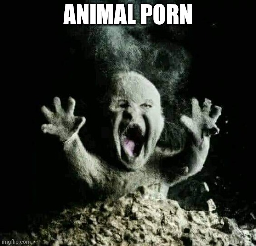 Ash baby | ANIMAL PORN | image tagged in ash baby | made w/ Imgflip meme maker