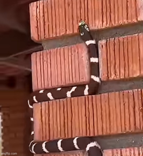 Snakes are not real | made w/ Imgflip meme maker