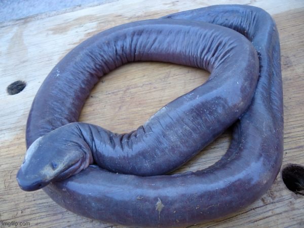 Caecilians are not real | made w/ Imgflip meme maker