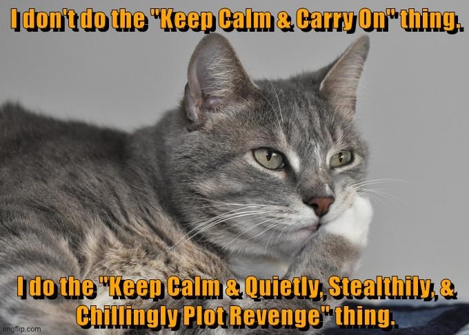 Plotting Revenge | image tagged in cats,funny cats,revenge,planning,keep calm,time to die | made w/ Imgflip meme maker