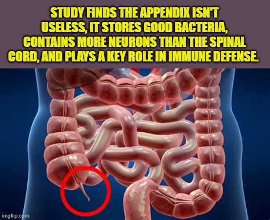 Wrong again Evolutionists. "fearfully and wonderfully made." | STUDY FINDS THE APPENDIX ISN'T USELESS, IT STORES GOOD BACTERIA, CONTAINS MORE NEURONS THAN THE SPINAL CORD, AND PLAYS A KEY ROLE IN IMMUNE DEFENSE. | image tagged in appendix,science,evolution is silly,bible,creation | made w/ Imgflip meme maker
