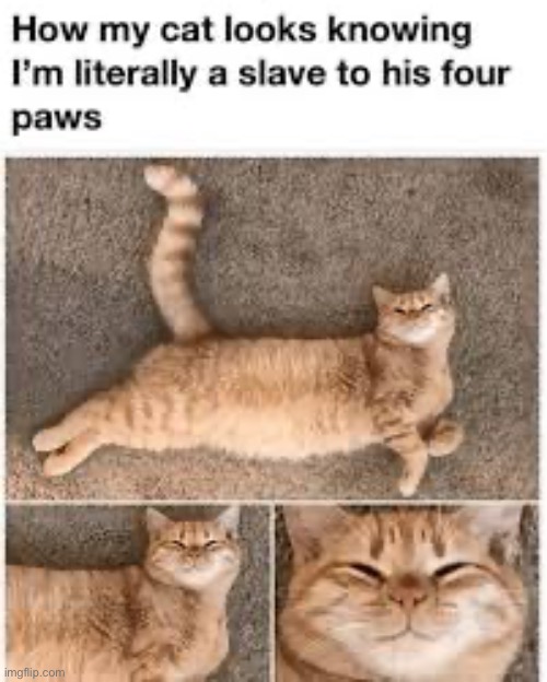 Literally A Slave To Kitteh | image tagged in cats,funny cat memes,slave,smug,manipulation,smartass | made w/ Imgflip meme maker