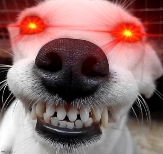 It's the Creepy Smiling Dog With Red Glowing Eyes! | image tagged in smiling dog,creepy dog,creepy,scary,smiling,dogs | made w/ Imgflip meme maker