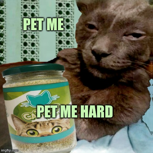 Pet me hard. | PET ME PET ME HARD | image tagged in shit poster 4 lyfe,pet me hard,black cat,catnip,dank meme,dank | made w/ Imgflip meme maker